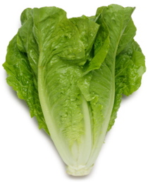 Romaine Lettuce